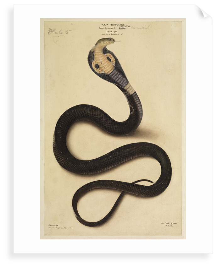 Indian cobra by Annada Prasad Bagchi