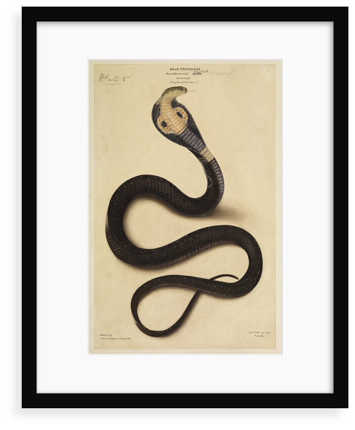 Indian cobra by Annada Prasad Bagchi
