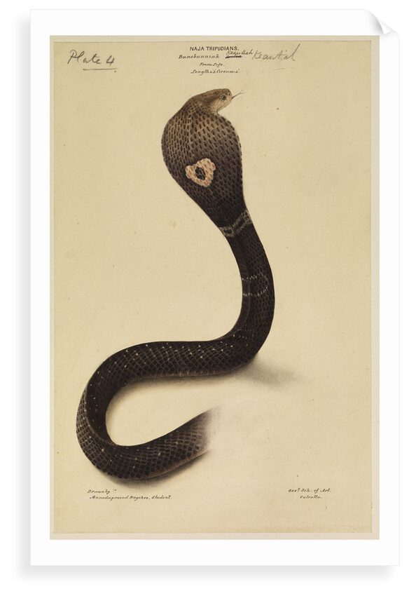 Indian cobra by Annada Prasad Bagchi