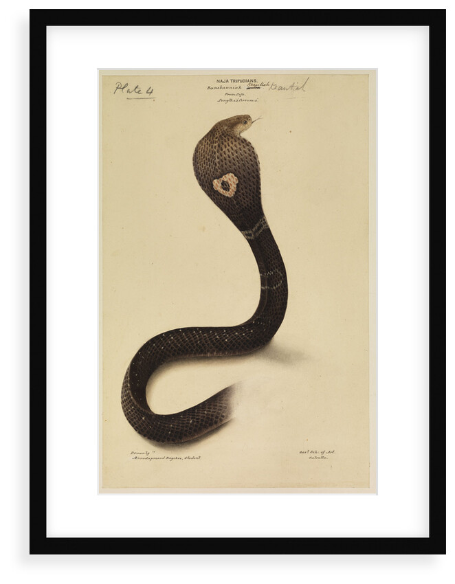 Indian cobra by Annada Prasad Bagchi