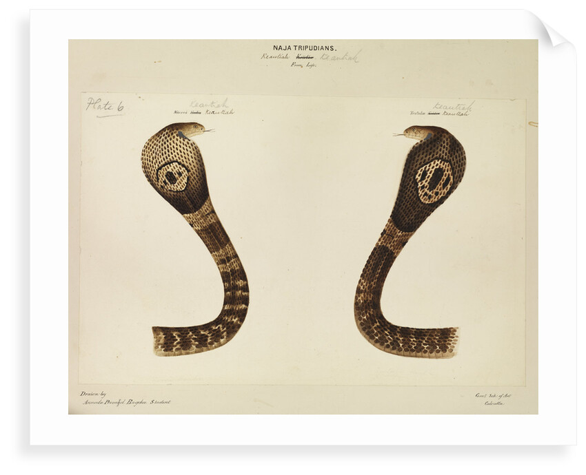 Indian cobra by Annada Prasad Bagchi