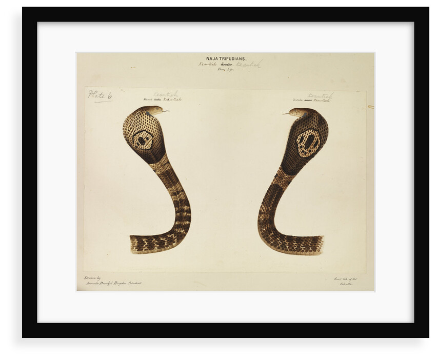 Indian cobra by Annada Prasad Bagchi