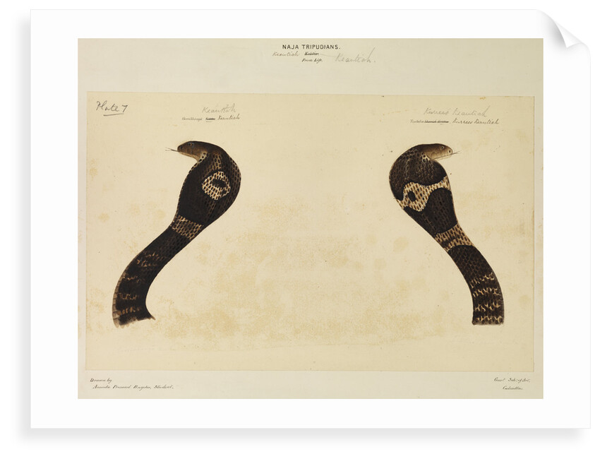 Indian cobra by Annada Prasad Bagchi