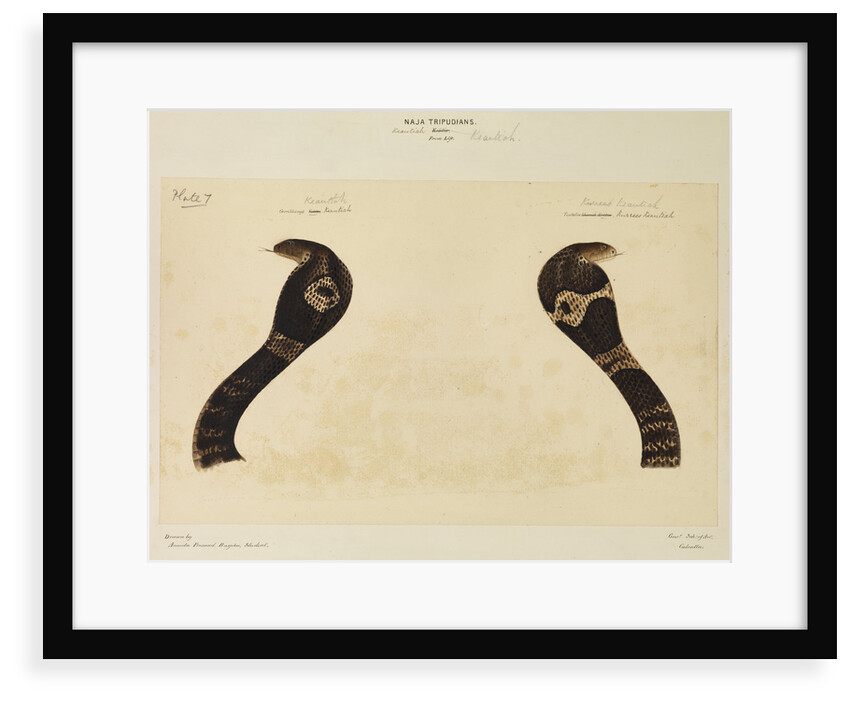 Indian cobra by Annada Prasad Bagchi