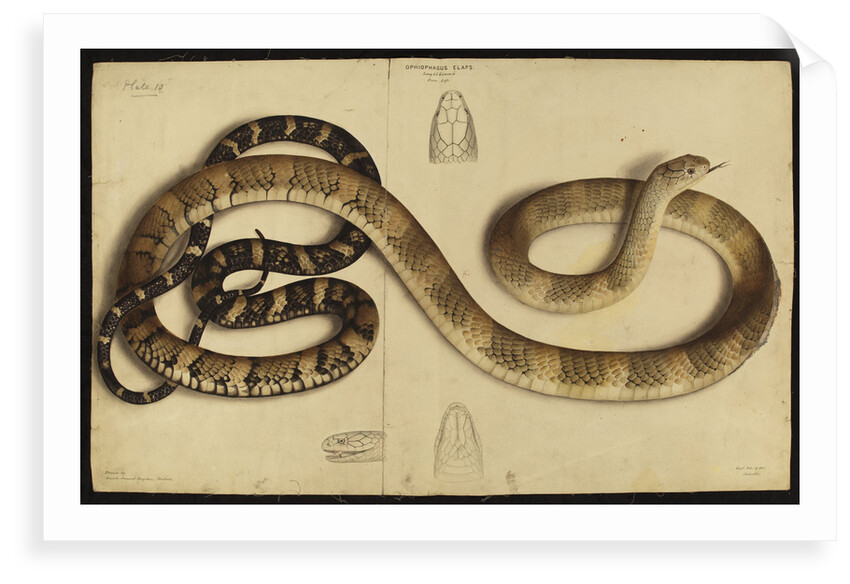 King cobra by Annada Prasad Bagchi