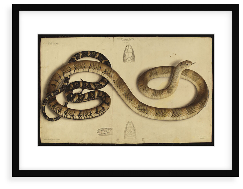 King cobra by Annada Prasad Bagchi