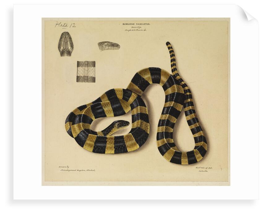 Banded krait by Annada Prasad Bagchi