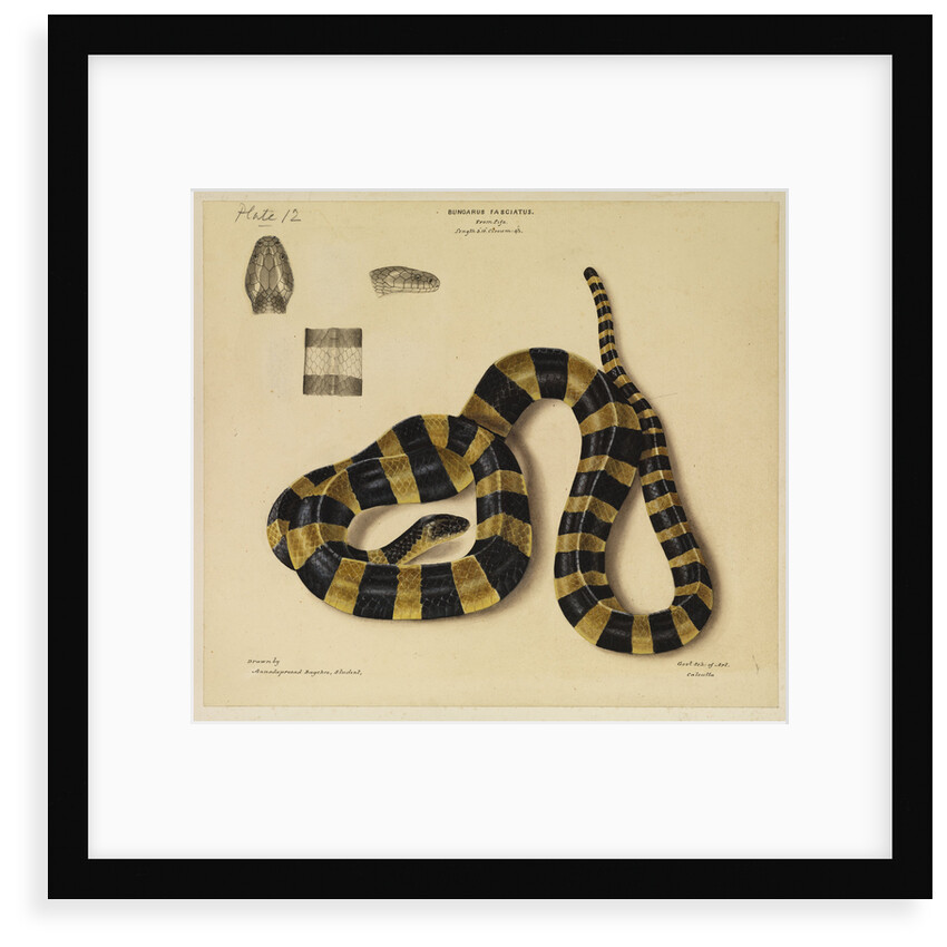 Banded krait by Annada Prasad Bagchi