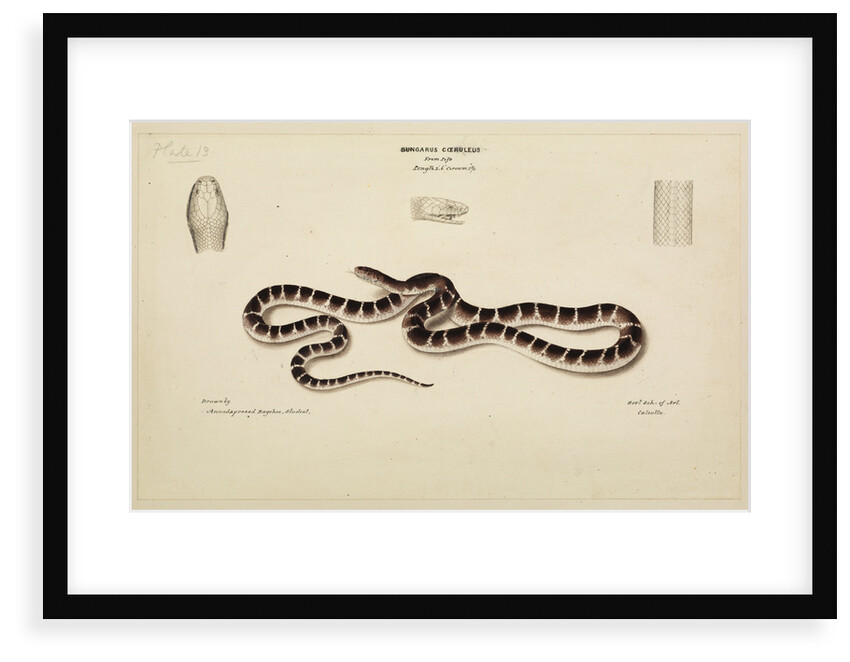 Common krait by Annada Prasad Bagchi