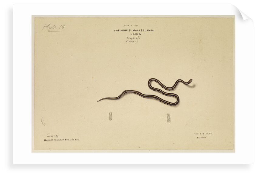 MacClelland's Coral Snake [?] by Annada Prasad Bagchi