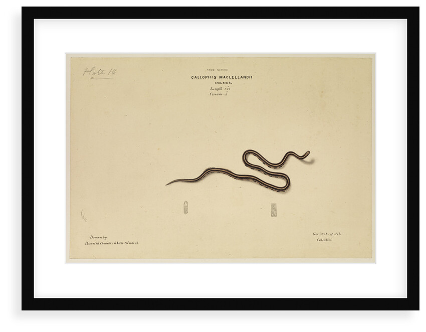 MacClelland's Coral Snake [?] by Annada Prasad Bagchi