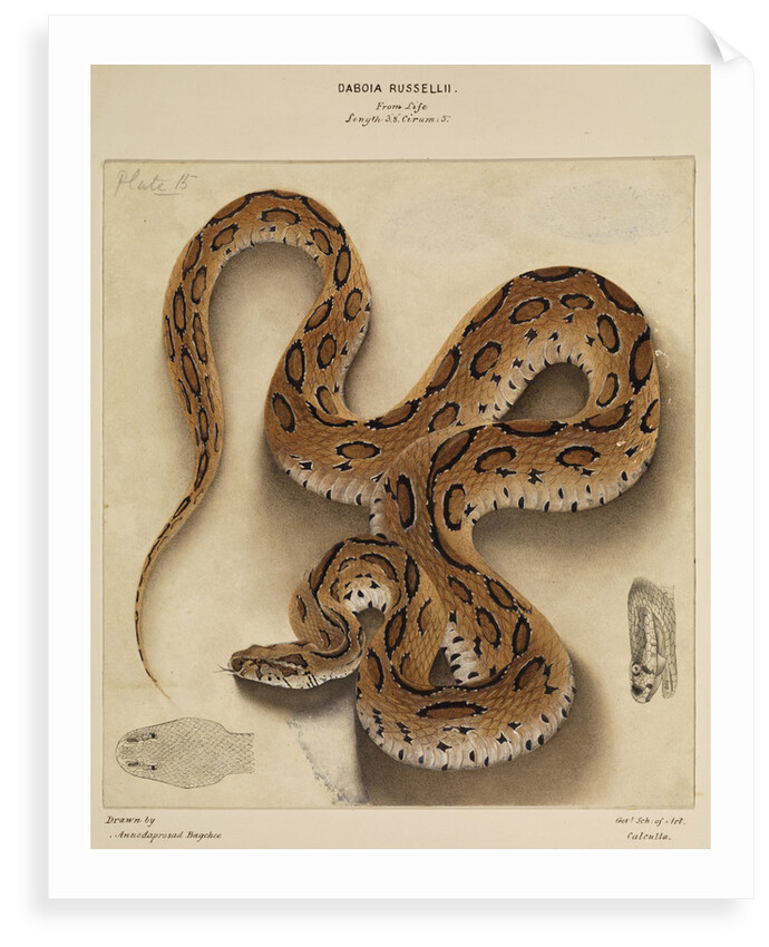 Russell's viper by Annada Prasad Bagchi