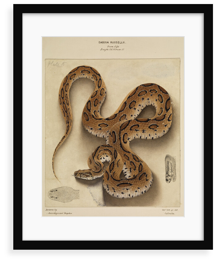 Russell's viper by Annada Prasad Bagchi