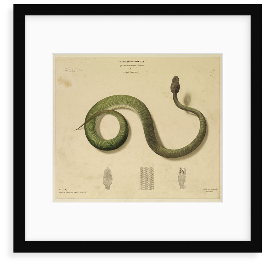Pit viper[?] by Hurrish Chunder Khan