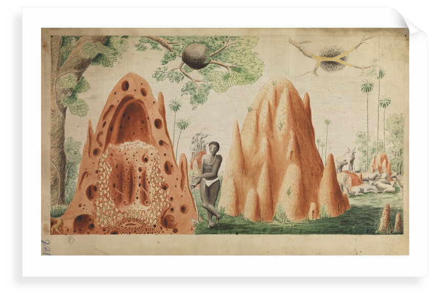 Landscape with termite hills by Henry Smeathman