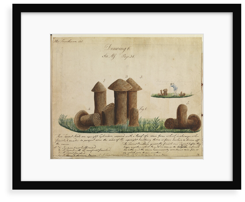 Turret nests of termites by Henry Smeathman