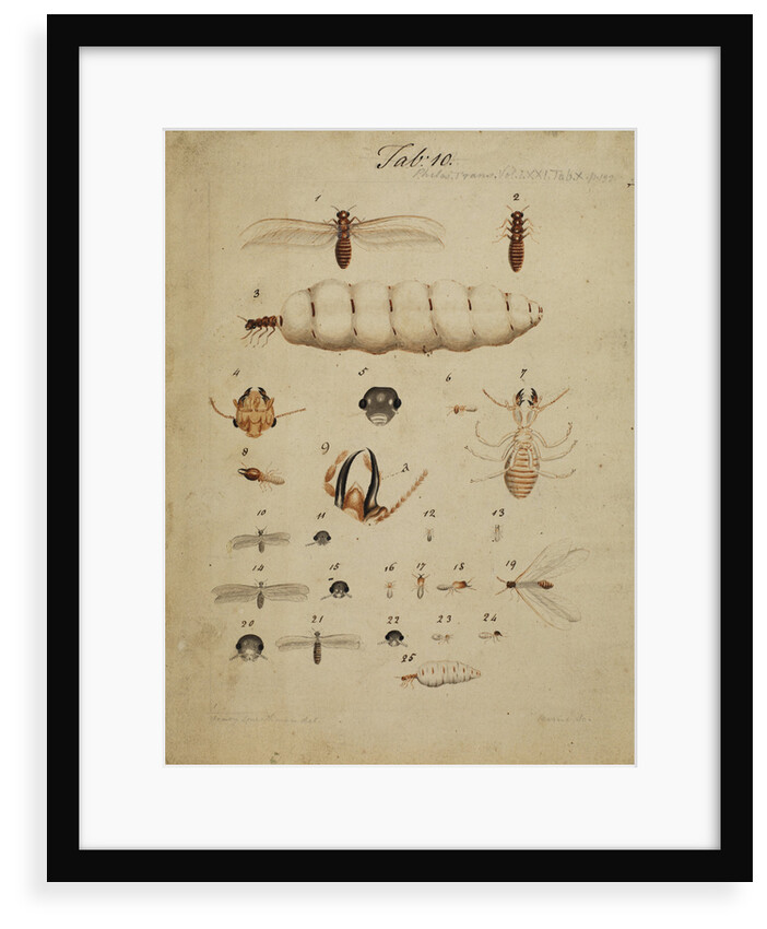 Termites by Henry Smeathman