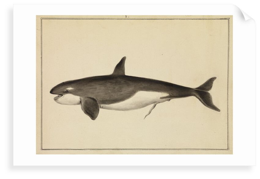 Grampus [Killer whale] by William Bell