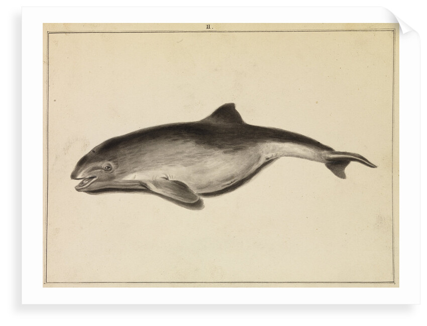 Grampus [False Killer whale?] by William Bell