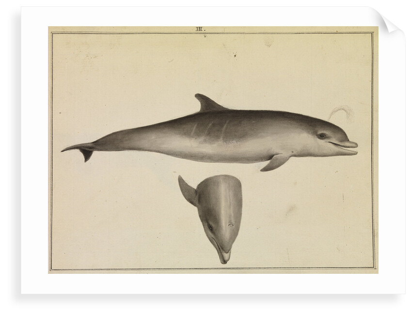 Bottlenose dolphin by William Bell