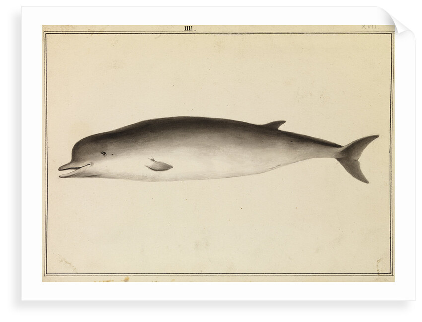 Bottlenose whale by William Bell