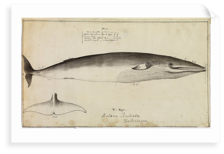 'Balaena Rostrata, Fabricus [Minke whale?]' by William Bell