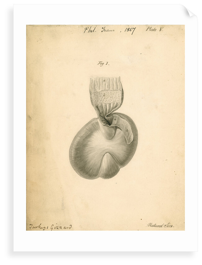 'Turkey's gizzard' by William Clift