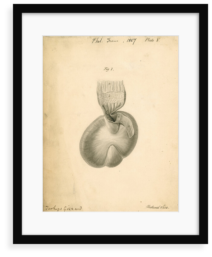 'Turkey's gizzard' by William Clift