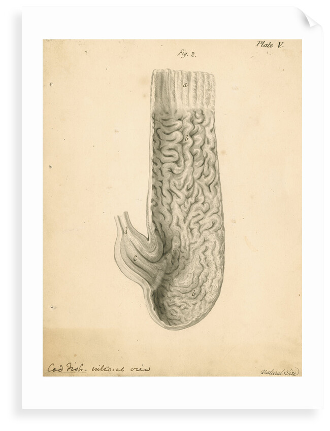 'Cod fish internal view' by William Clift