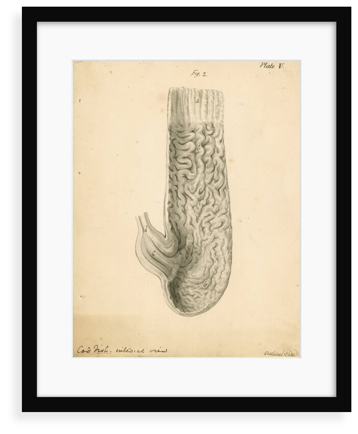 'Cod fish internal view' by William Clift