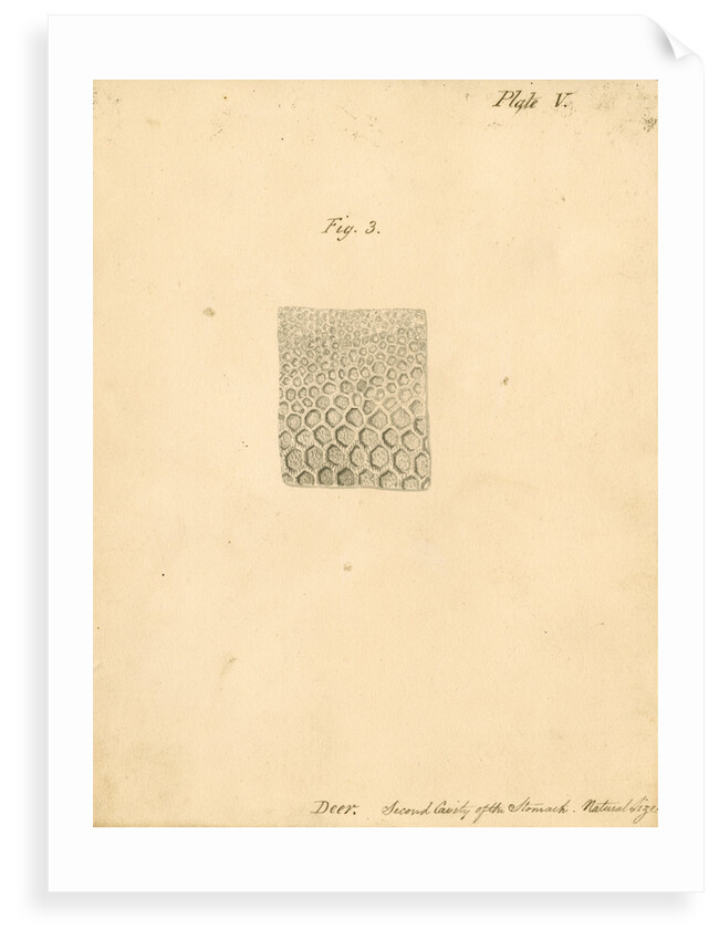'Deer. Second cavity of the stomach' by William Clift