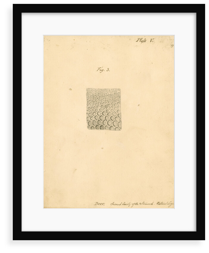 'Deer. Second cavity of the stomach' by William Clift