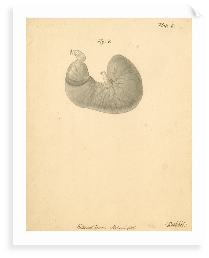 'External view...rabbit' by William Clift