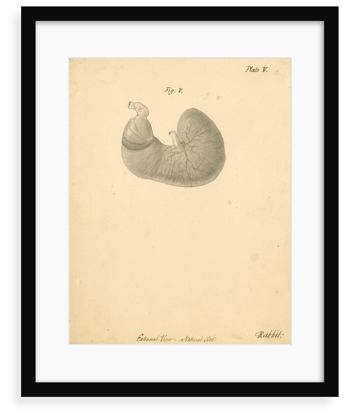 'External view...rabbit' by William Clift