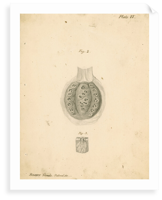 'Beaver glands' by William Clift