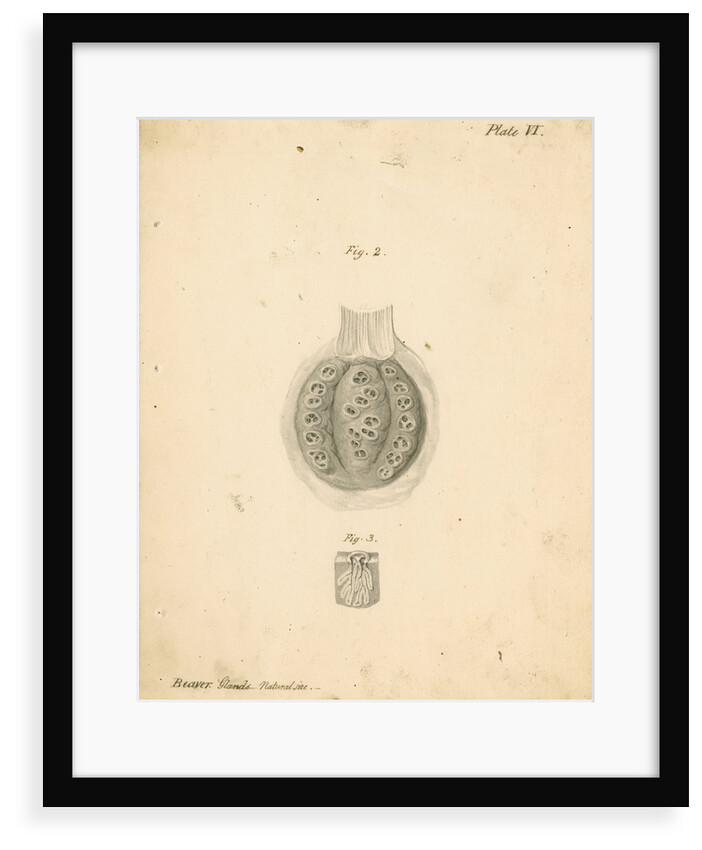 'Beaver glands' by William Clift