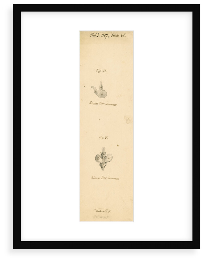 'Dormouse [stomach]' by William Clift