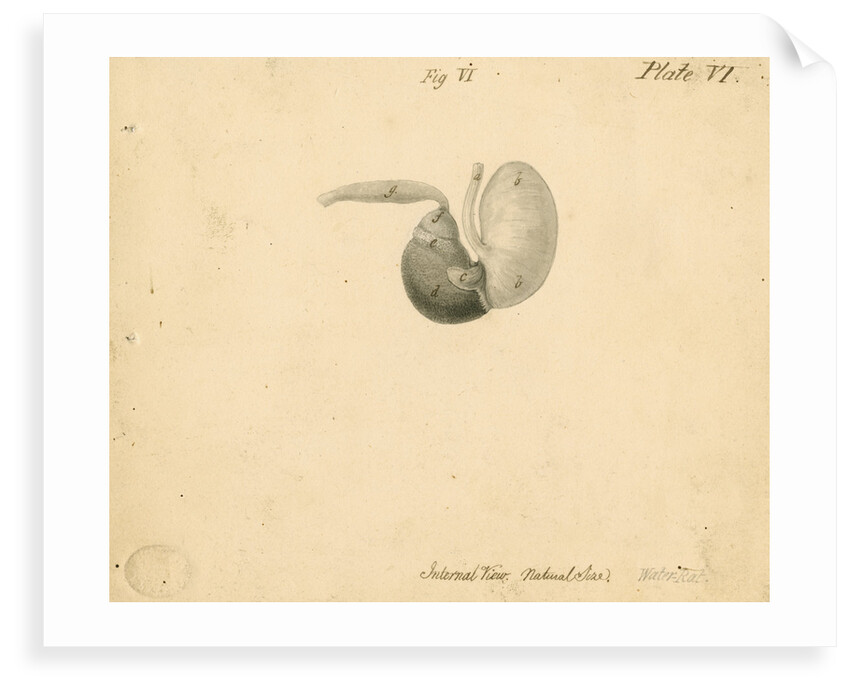 'Water-rat [stomach]' by William Clift