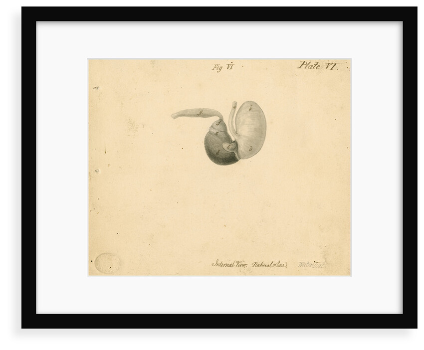 'Water-rat [stomach]' by William Clift
