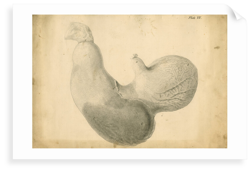 'Ass's stomach inverted' by William Clift