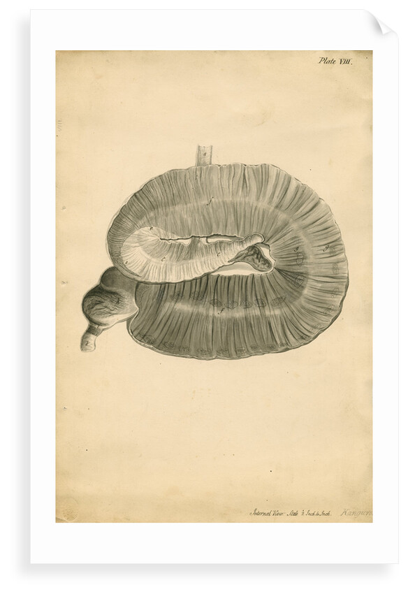 'Internal view...Kanguroo' by William Clift