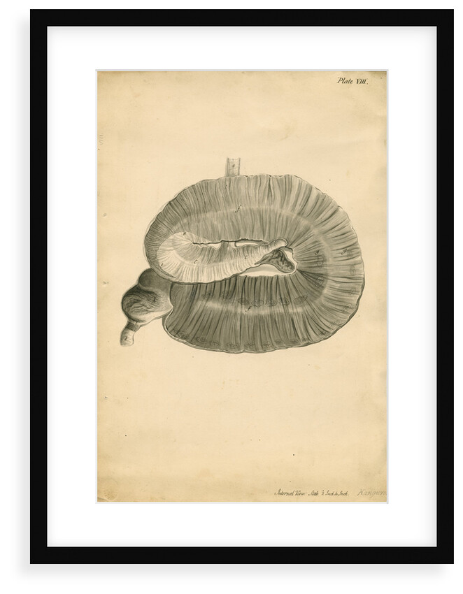 'Internal view...Kanguroo' by William Clift