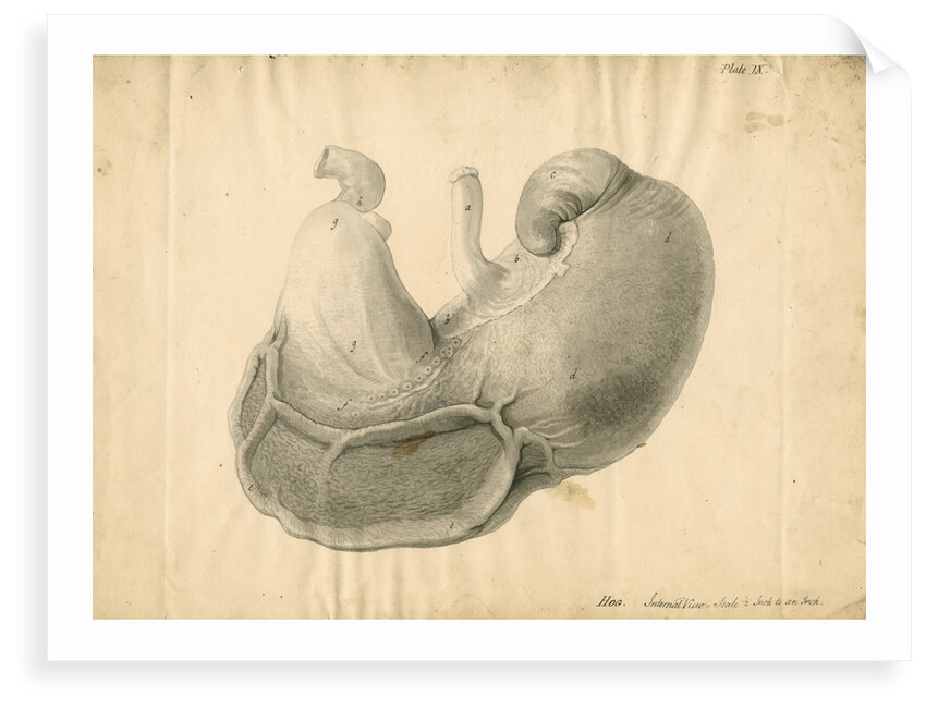 'Hog. Internal view' by William Clift