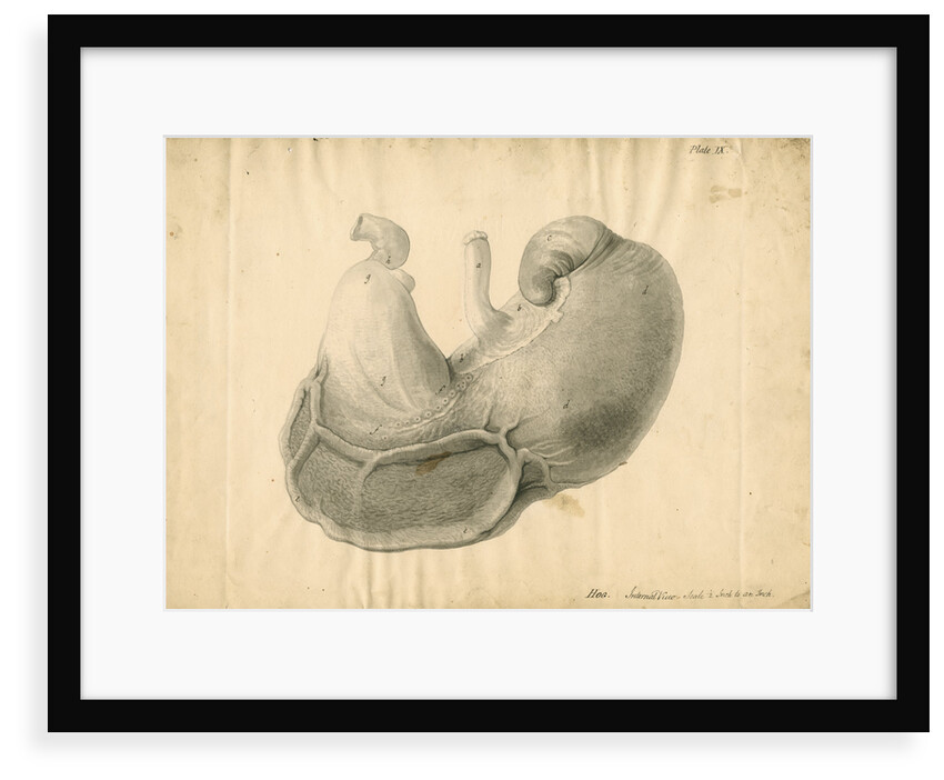 'Hog. Internal view' by William Clift