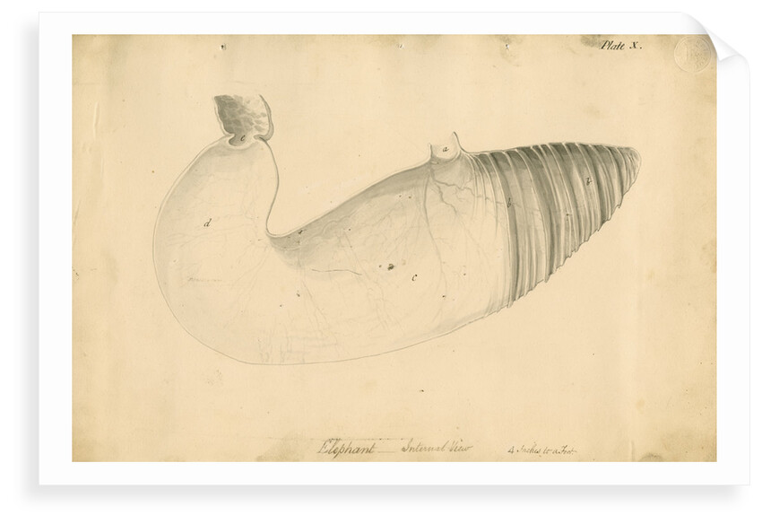 'Elephant. Internal view' by William Clift