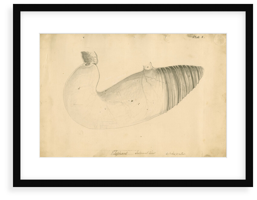 'Elephant. Internal view' by William Clift