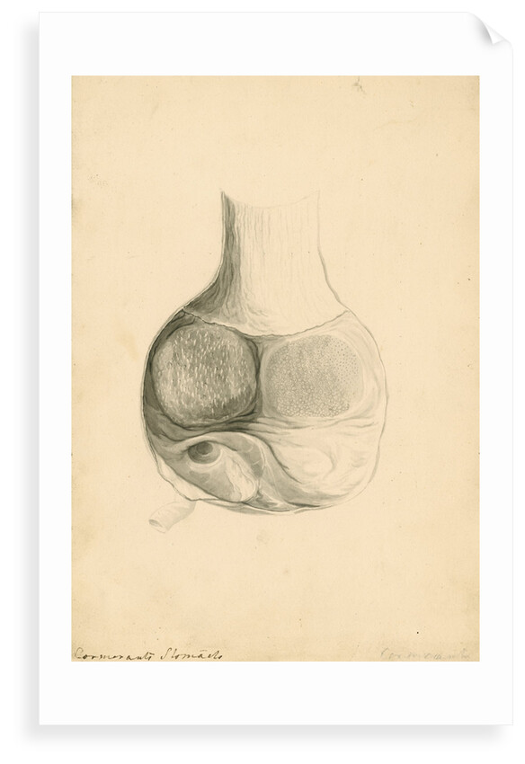 'Cormorant's stomach' by William Clift