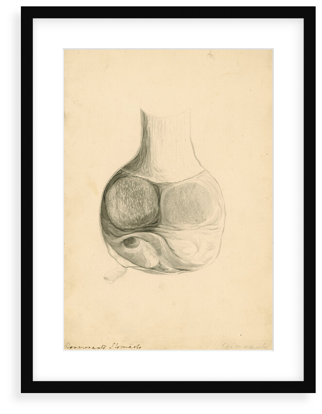 'Cormorant's stomach' by William Clift