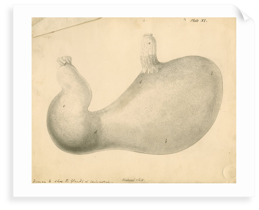 'Human [stomach] to show the Glands...' by William Clift