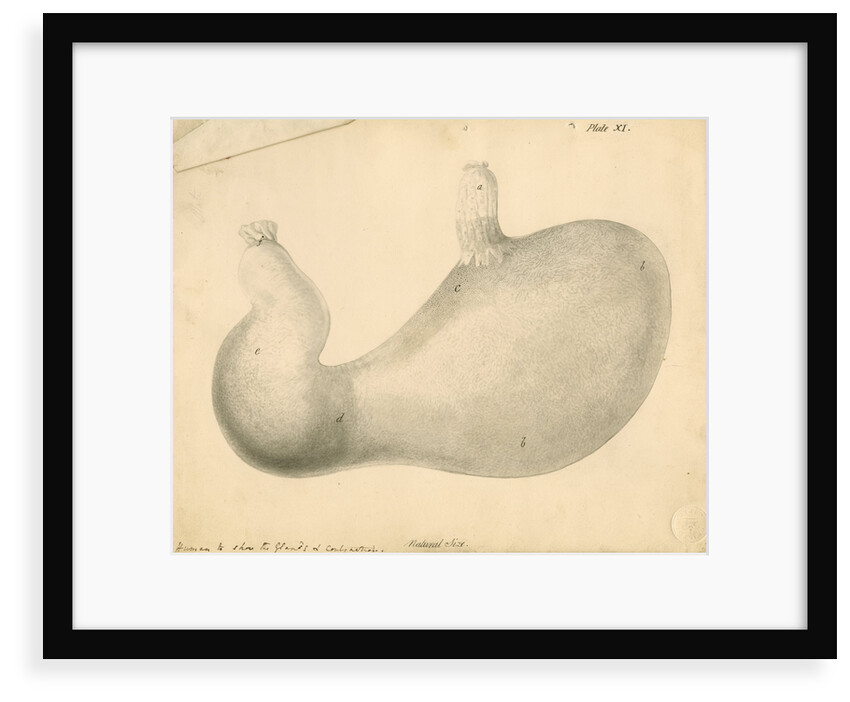 'Human [stomach] to show the Glands...' by William Clift